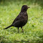 Amsel