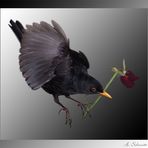 Amsel