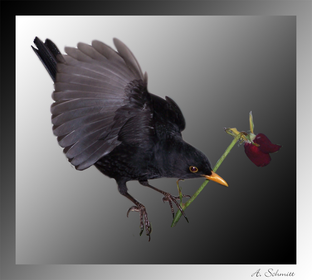 Amsel