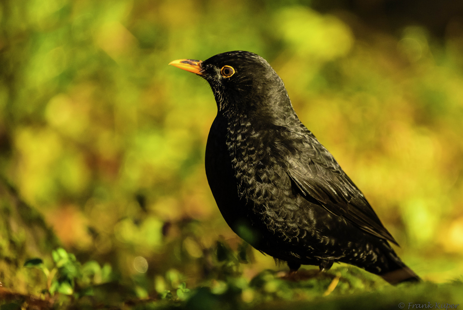 Amsel