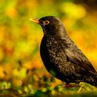 Amsel