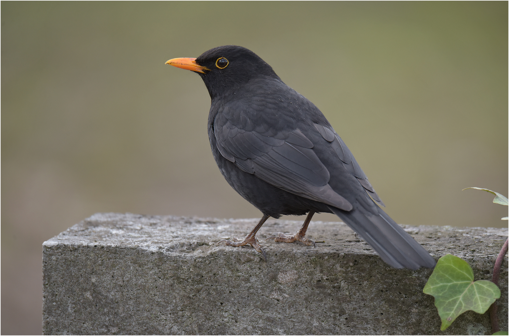 Amsel