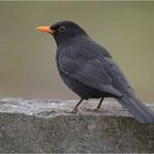 Amsel