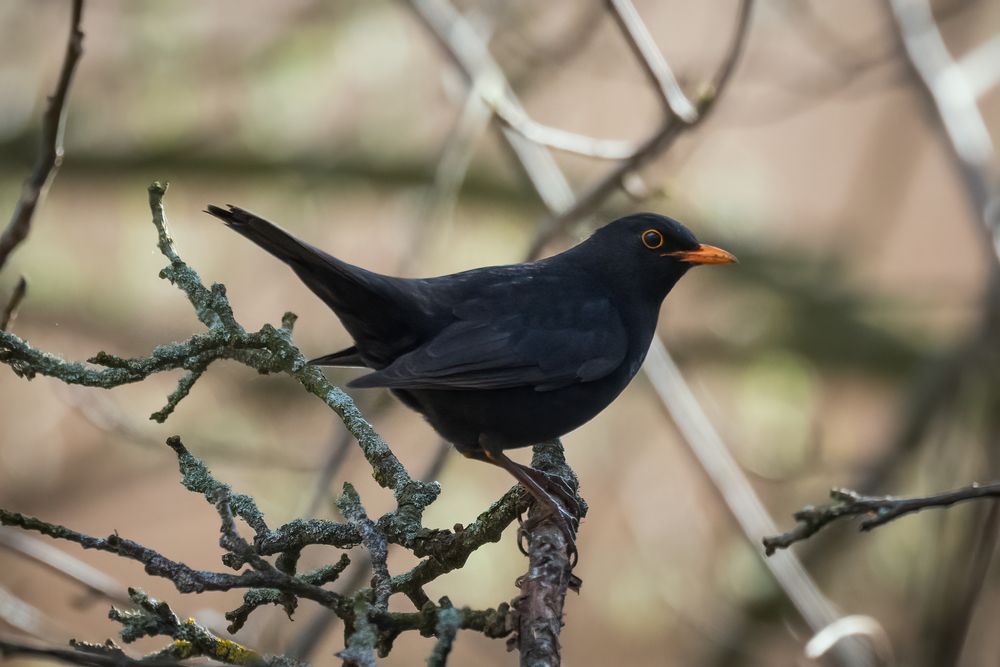 Amsel