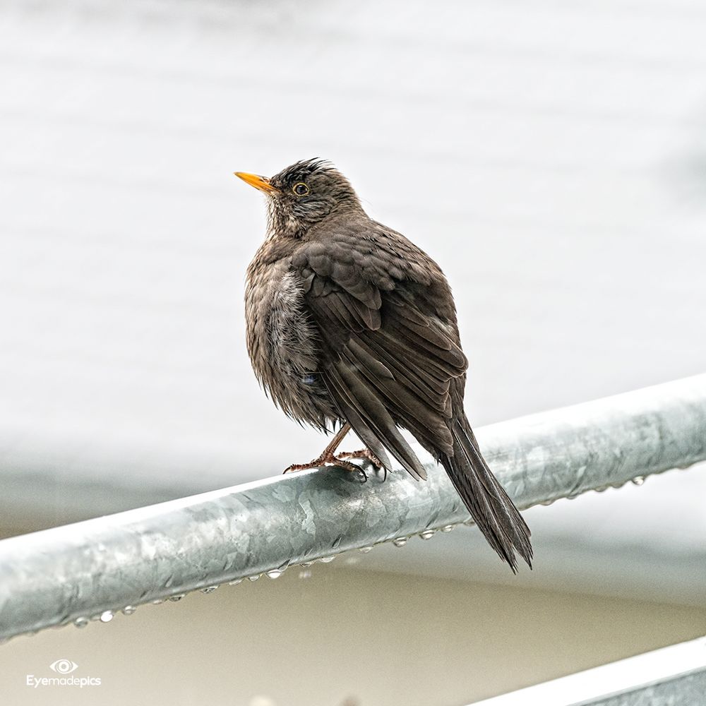 Amsel