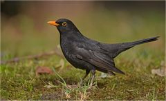 Amsel