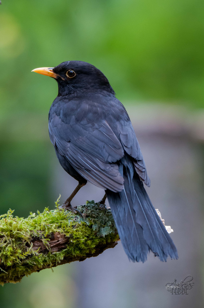 Amsel