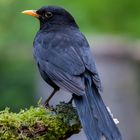 Amsel