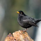 Amsel