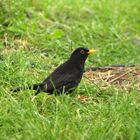 Amsel