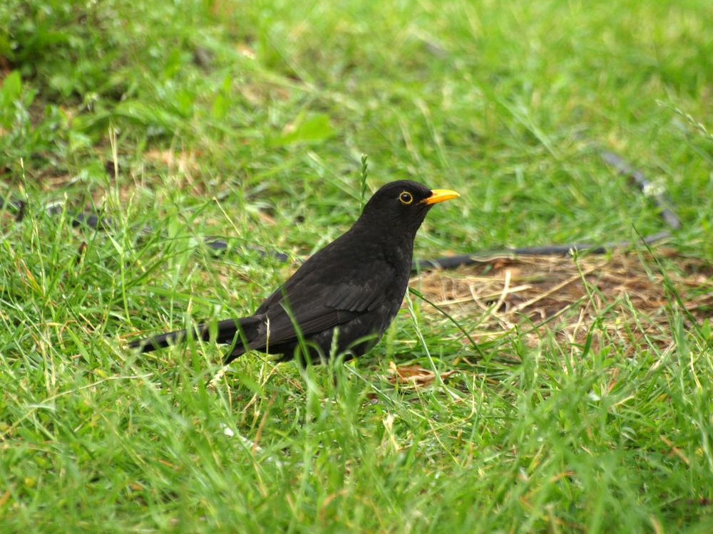 Amsel