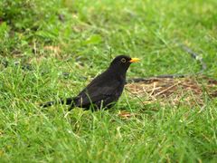 Amsel