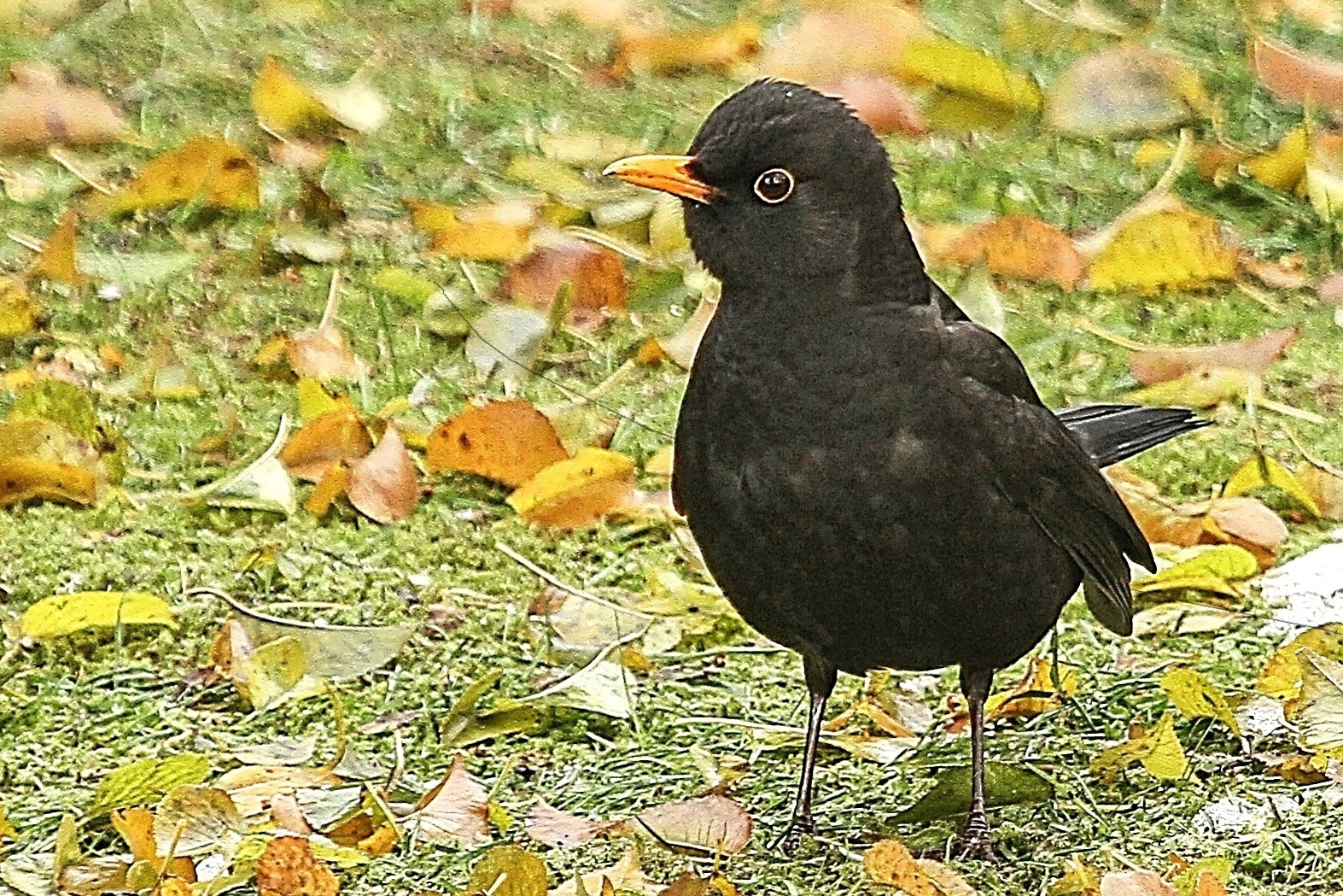 Amsel