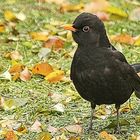 Amsel