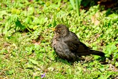 Amsel