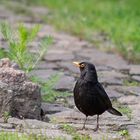  Amsel