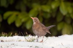 Amsel