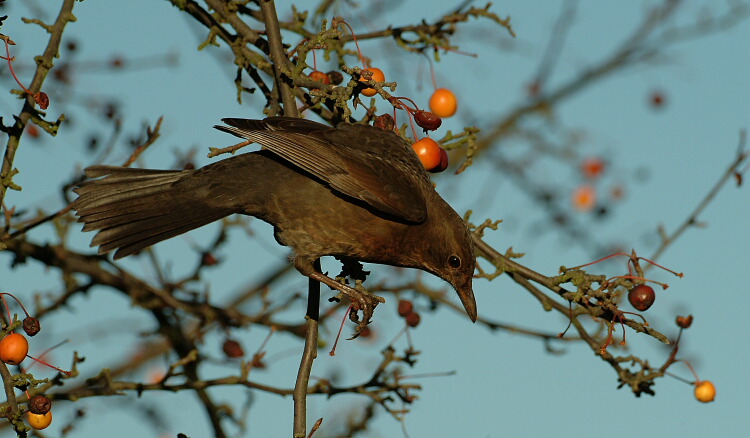 Amsel