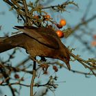 Amsel