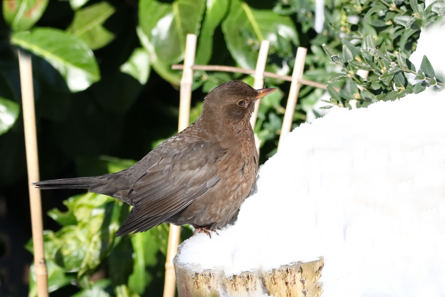 Amsel