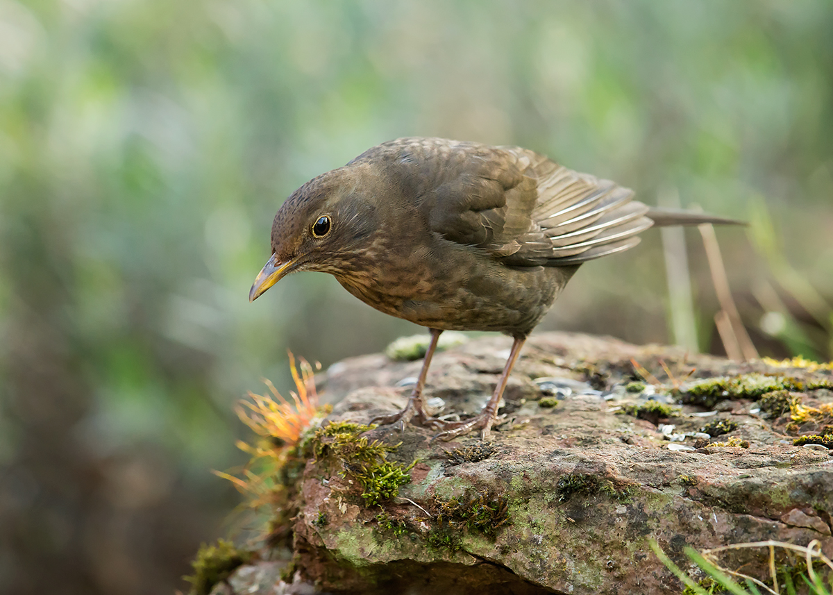 Amsel