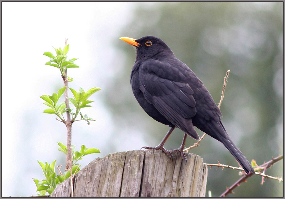 Amsel