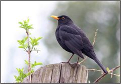 Amsel