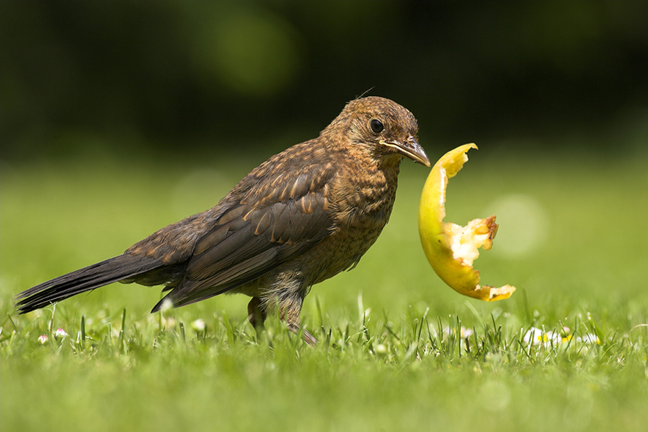 Amsel