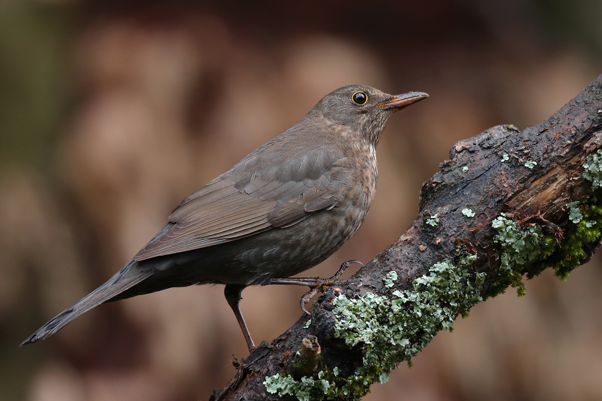 Amsel