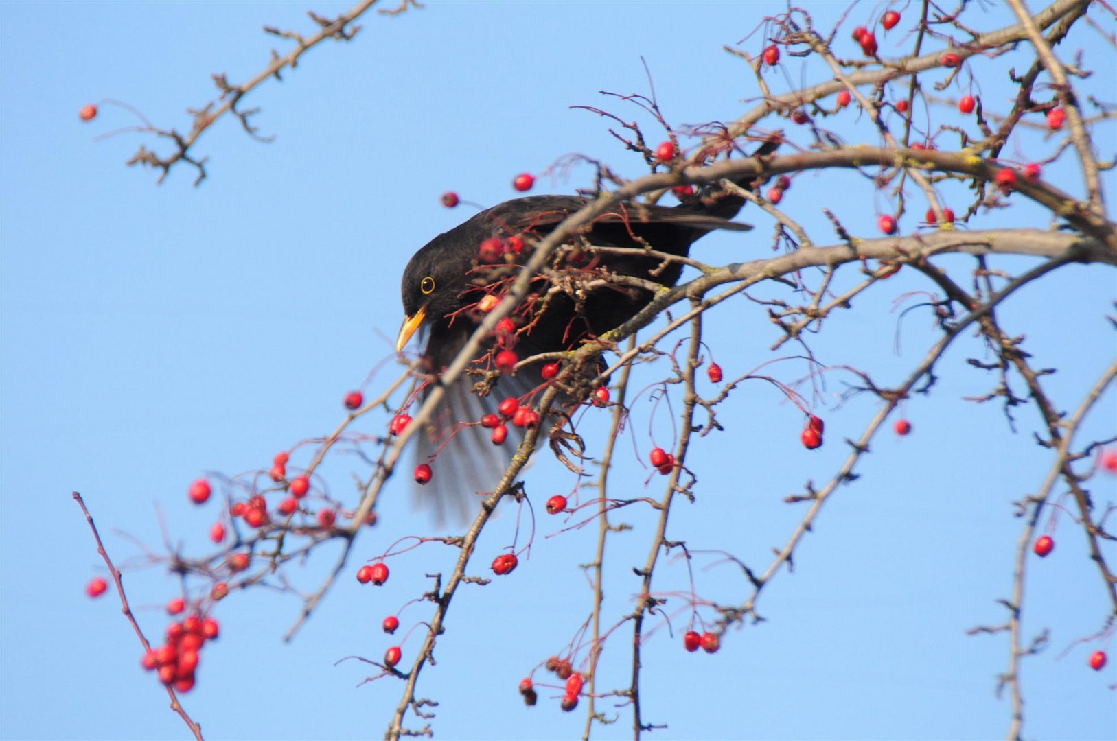 Amsel