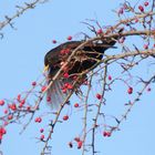 Amsel