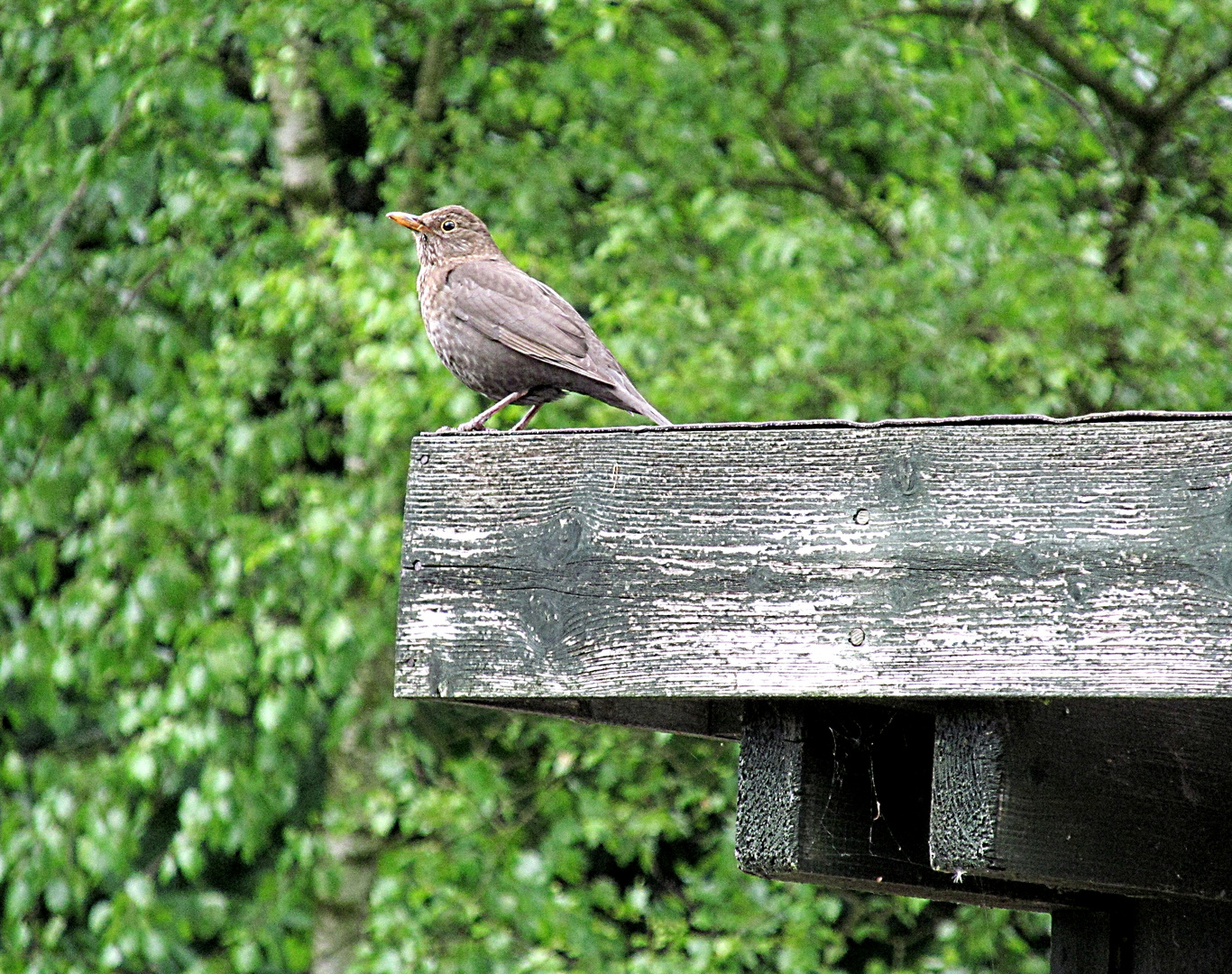 Amsel ...