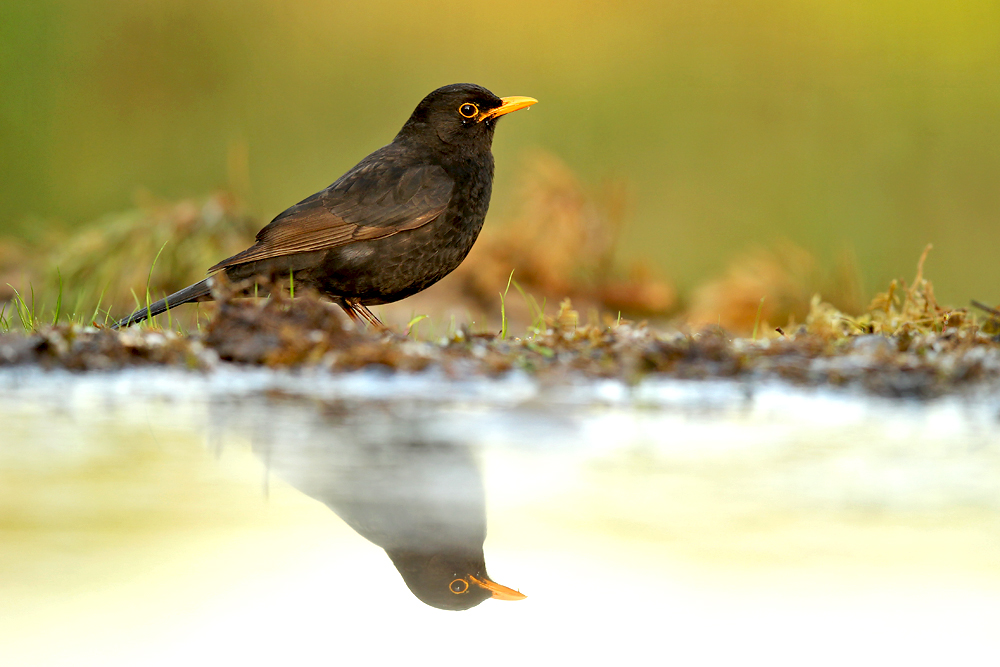 ... AMSEL ...