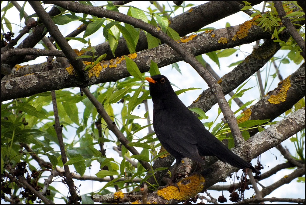 Amsel