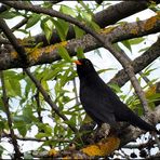 Amsel