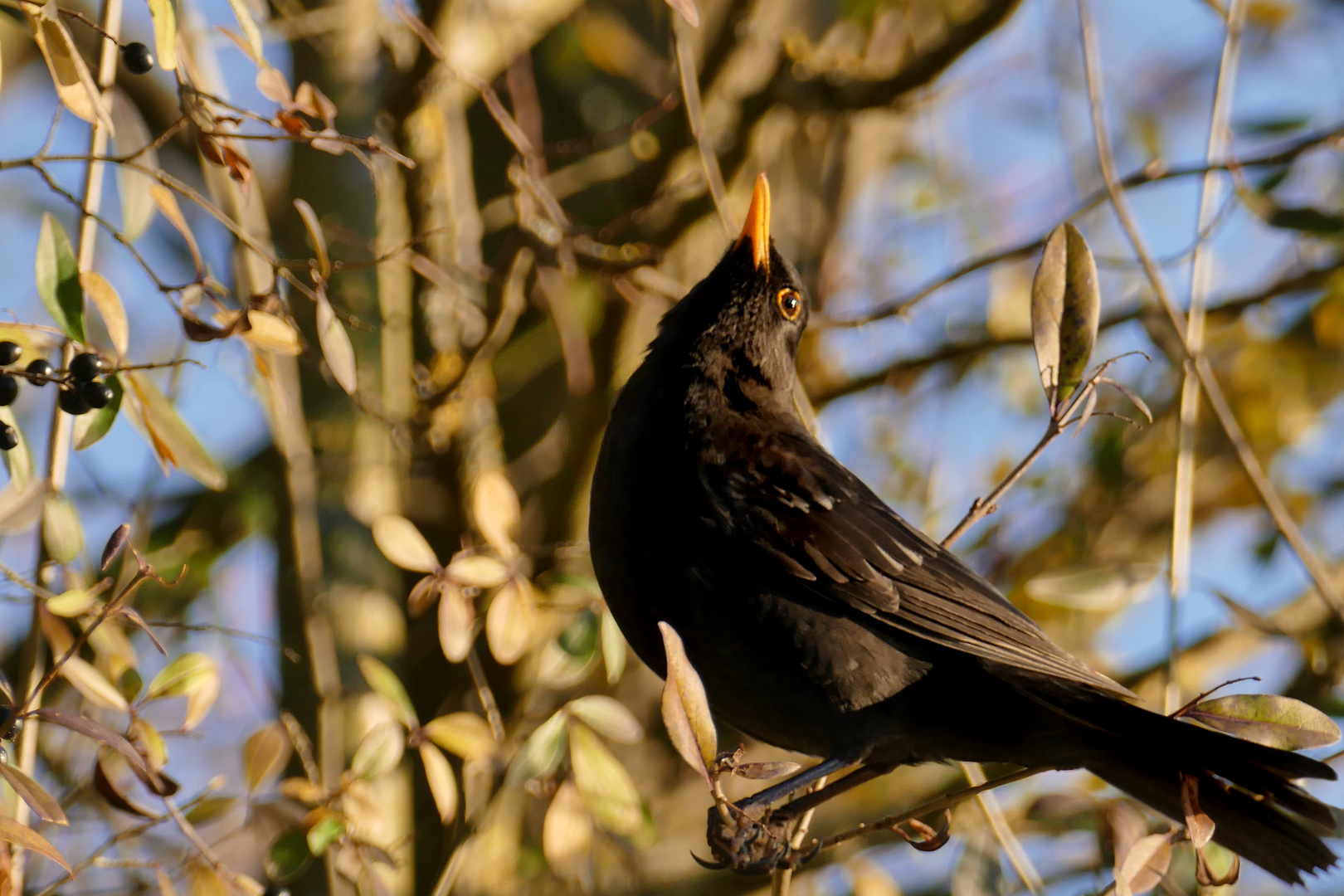 Amsel