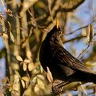 Amsel