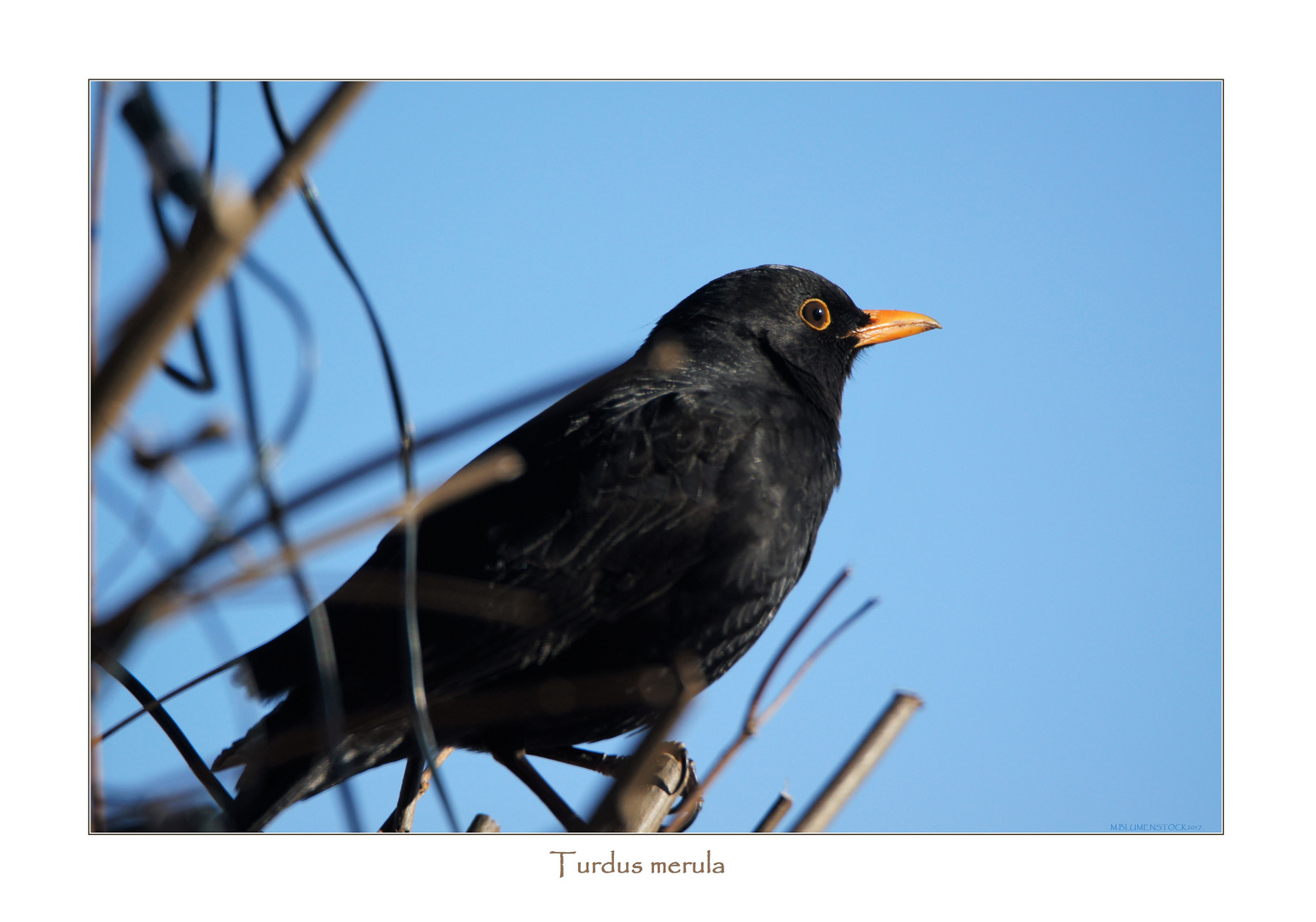 Amsel