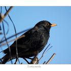 Amsel