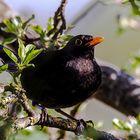 Amsel