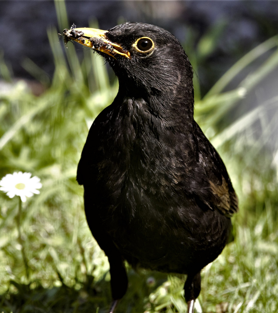 Amsel