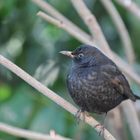 Amsel