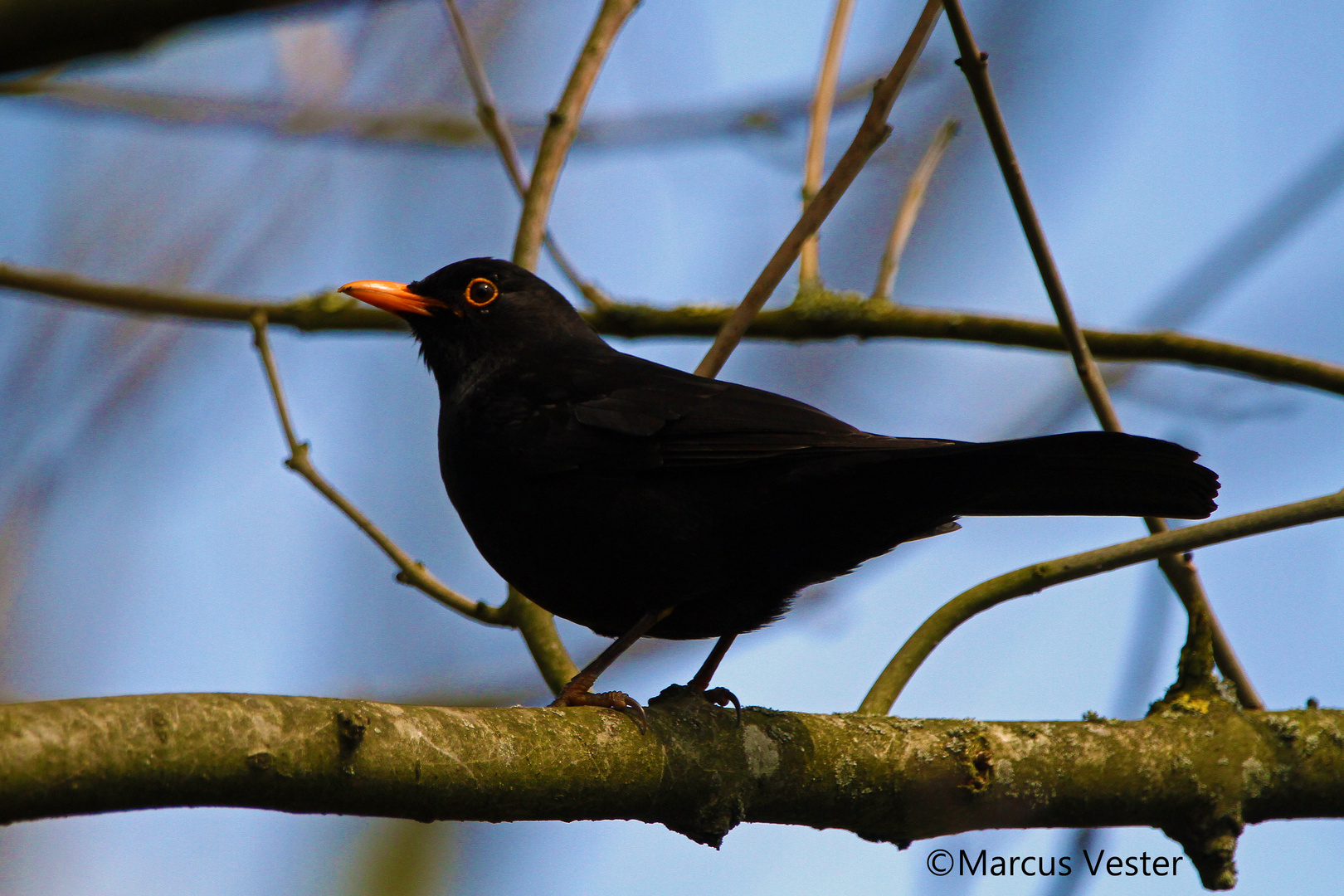 Amsel