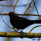 Amsel