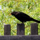 Amsel