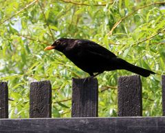 Amsel