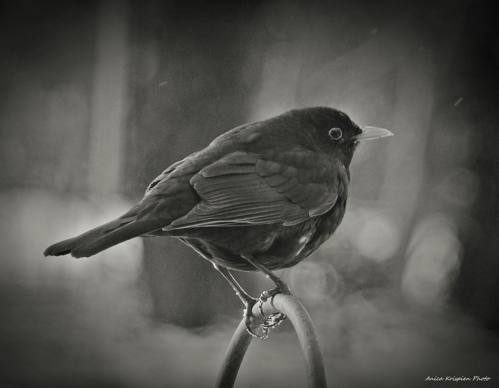 Amsel