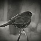 Amsel