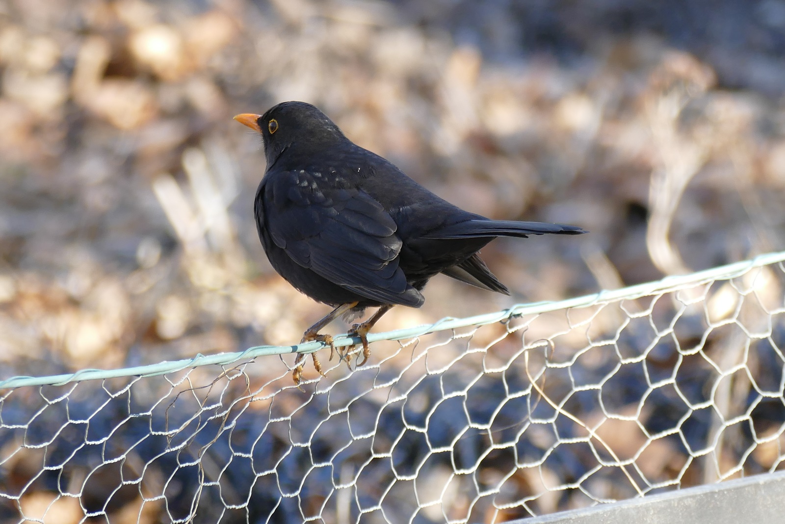 Amsel