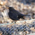 Amsel